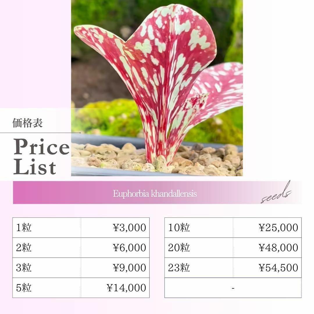 ユーフォルビア　カンダレンシス 種子3粒 種子】ユーフォルビア カンダレンシス /セット割あり 数量1粒