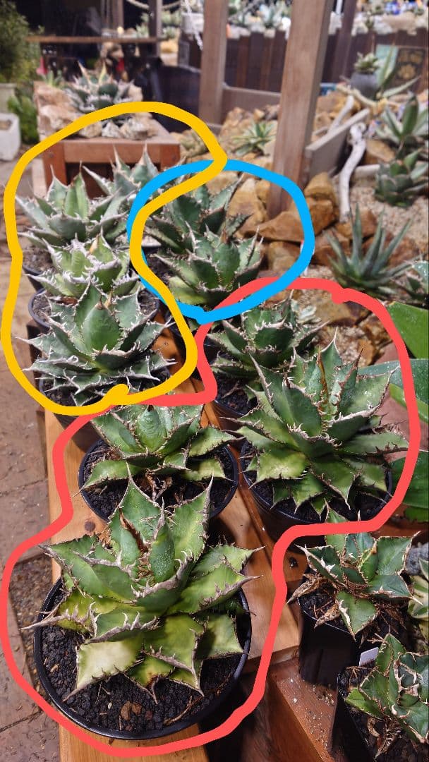 禅様専用 アガベ チタノタ 海王 赤枠AB二株