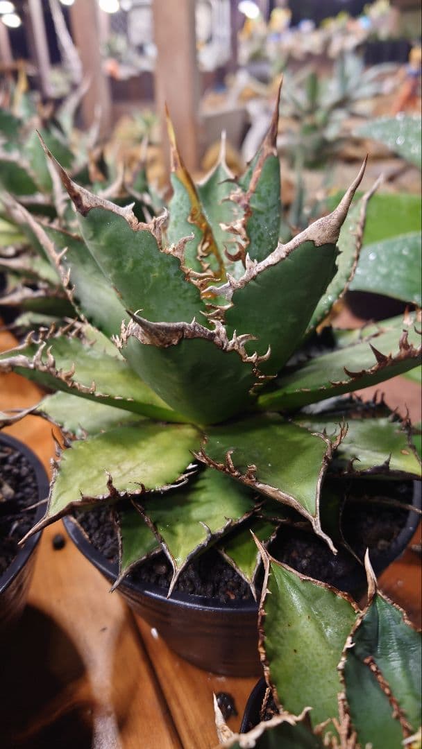 禅様専用 アガベ チタノタ 海王 赤枠AB二株