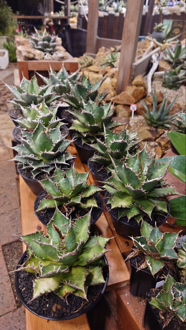 禅様専用 アガベ チタノタ 海王 赤枠AB二株