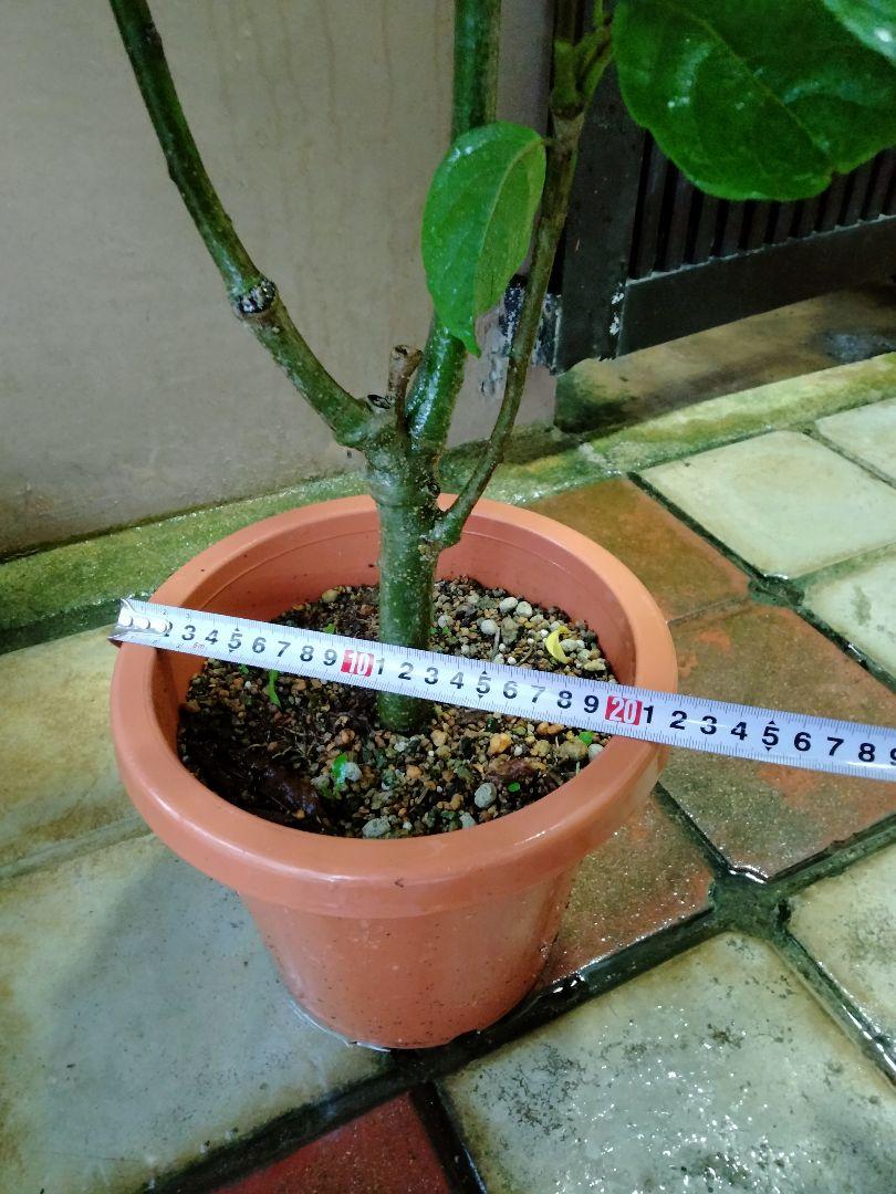 イランイラン 苗木 香木 7号鉢 観葉植物 香水の原料 リラックス