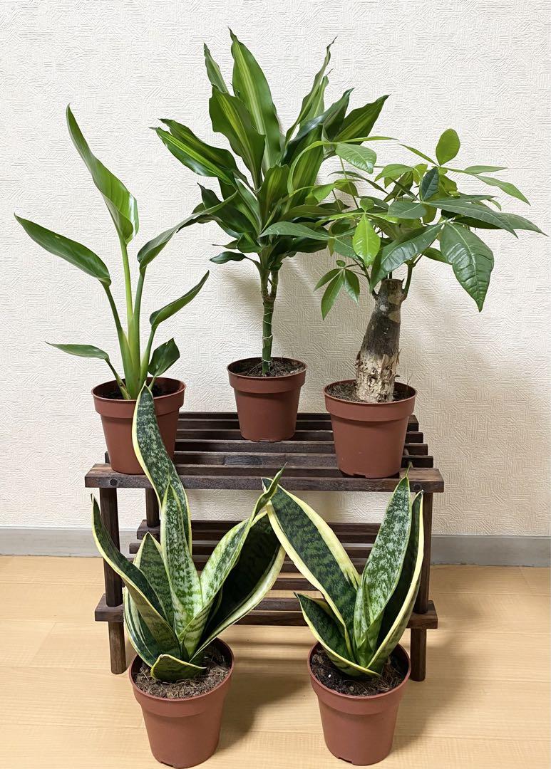 観葉植物 アソート 4種5鉢セット 4号鉢サイズ サンスベリア パキラ ジェレ等