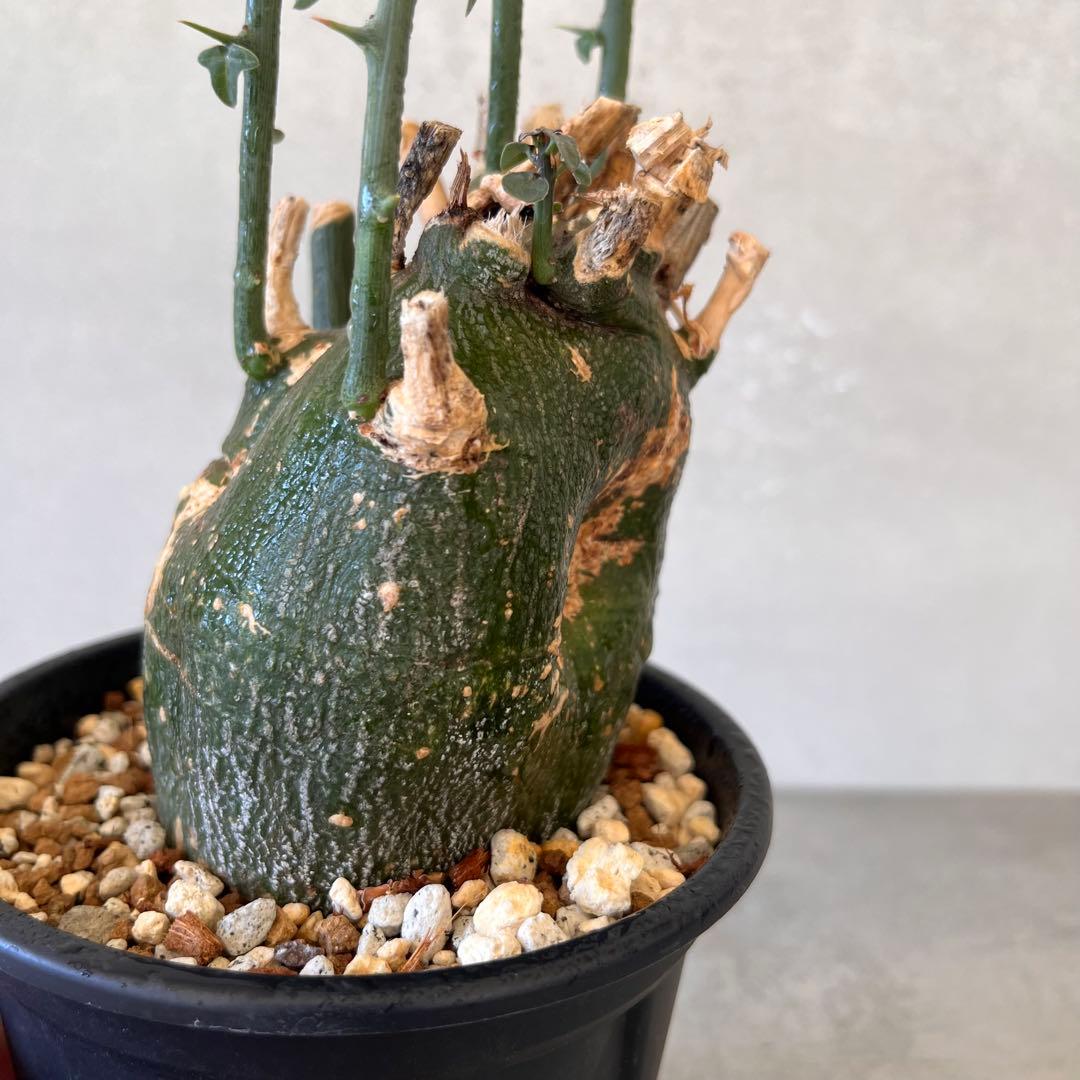 アデニア プセウドグロボーサ 現地球 Adenia pseudoglobosa