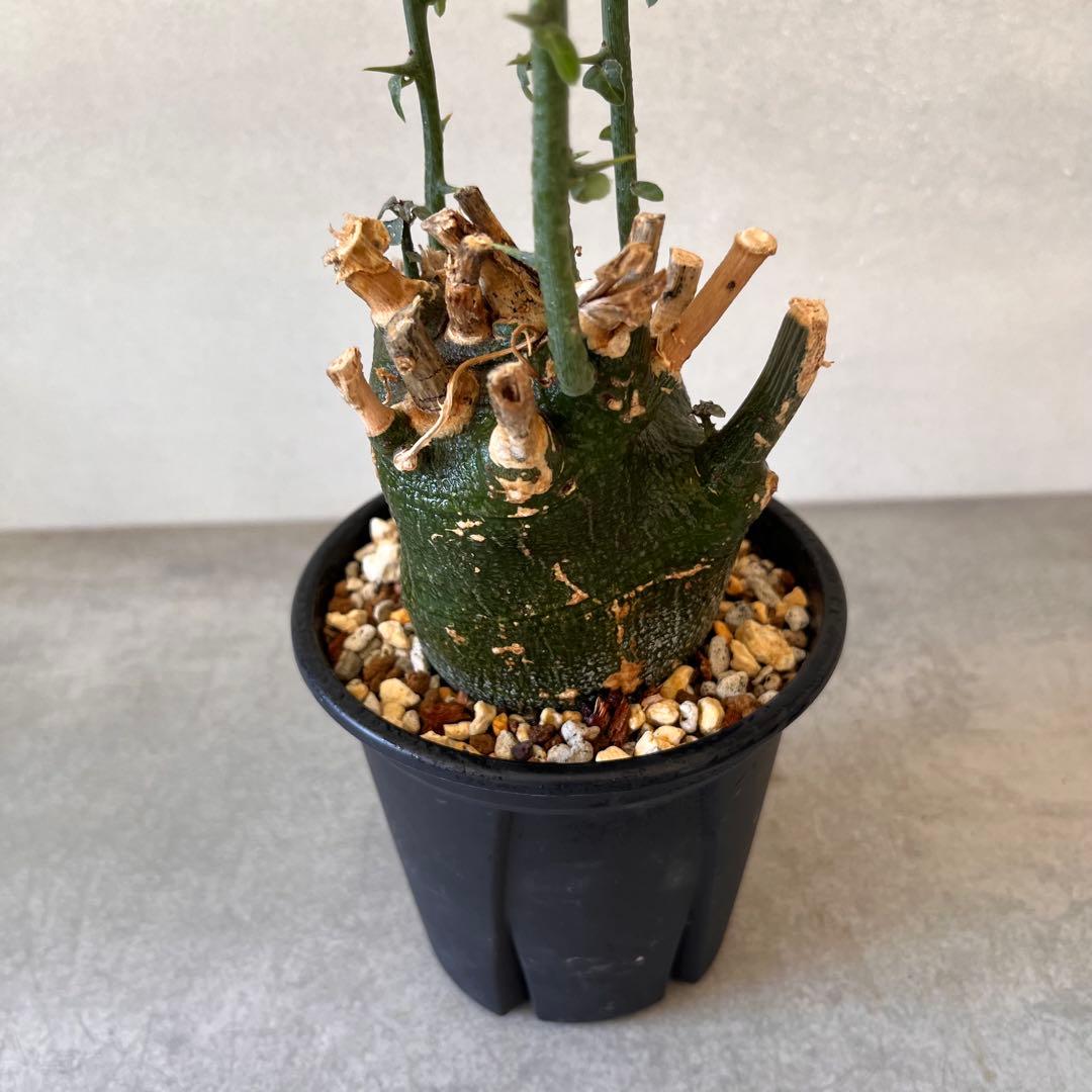 アデニア プセウドグロボーサ 現地球 Adenia pseudoglobosa