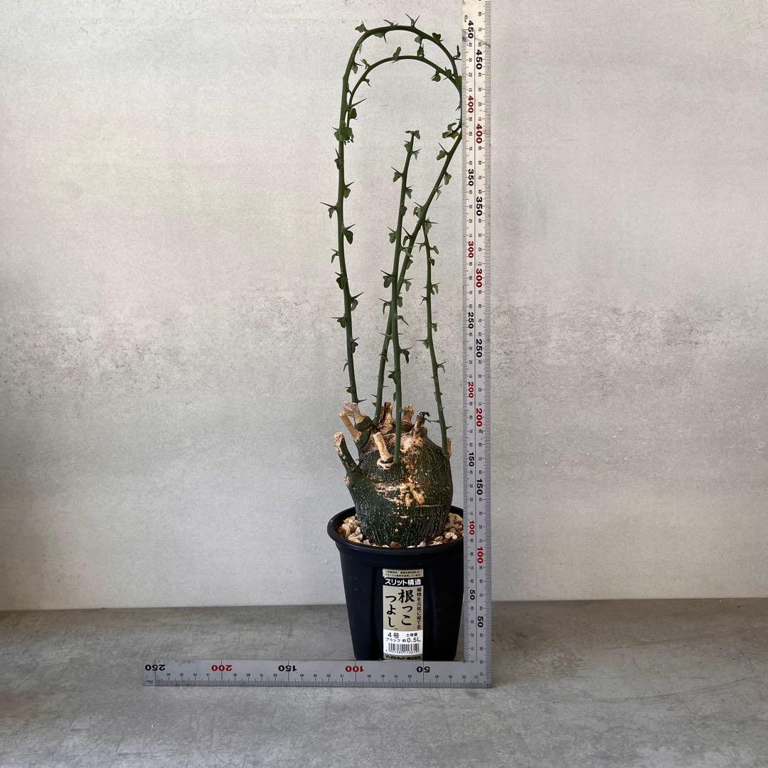 アデニア プセウドグロボーサ 現地球 Adenia pseudoglobosa