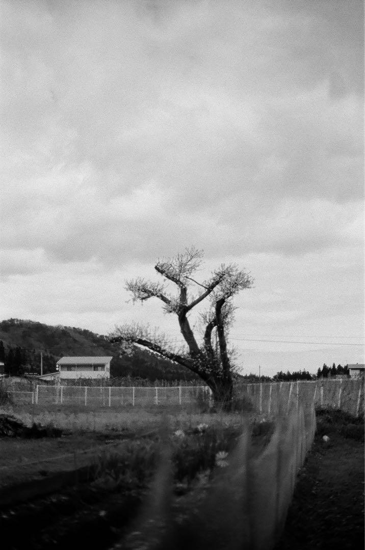 【作例あり】Canon NEW F-1 NEW FD 50mm F1.4 付き