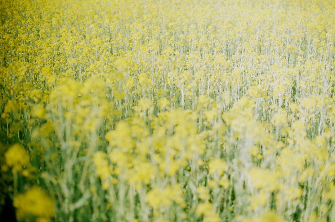 期限切れフィルム　作例あり