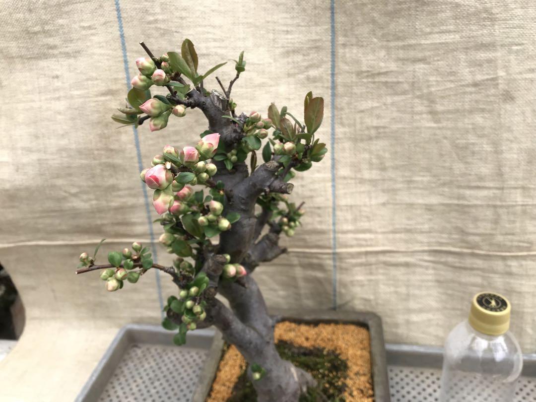 ボケ 放春花
