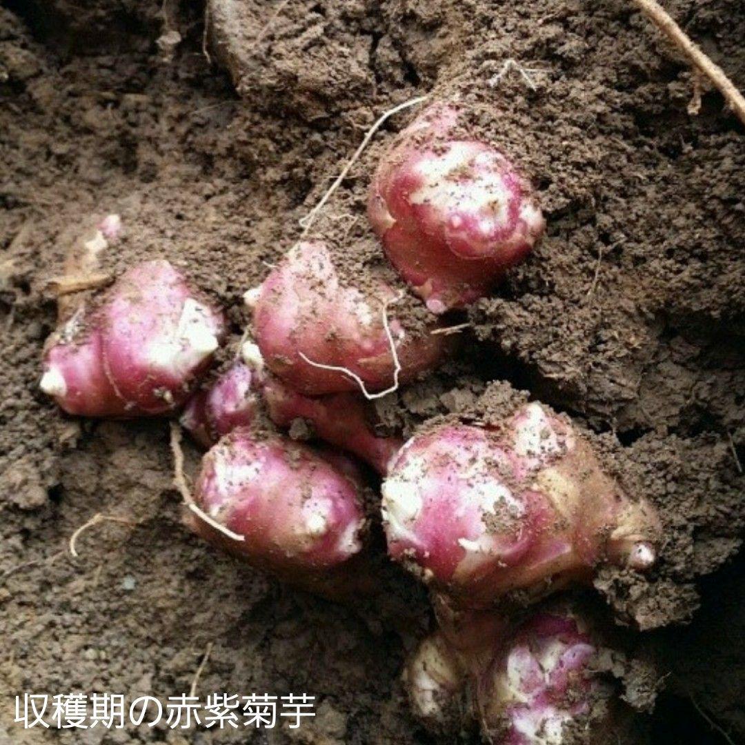TearsY様専用 キクイモ きくいも D8J7x-m23046370280 フランス赤紫菊芋パウダー300g ×2P お得限定品