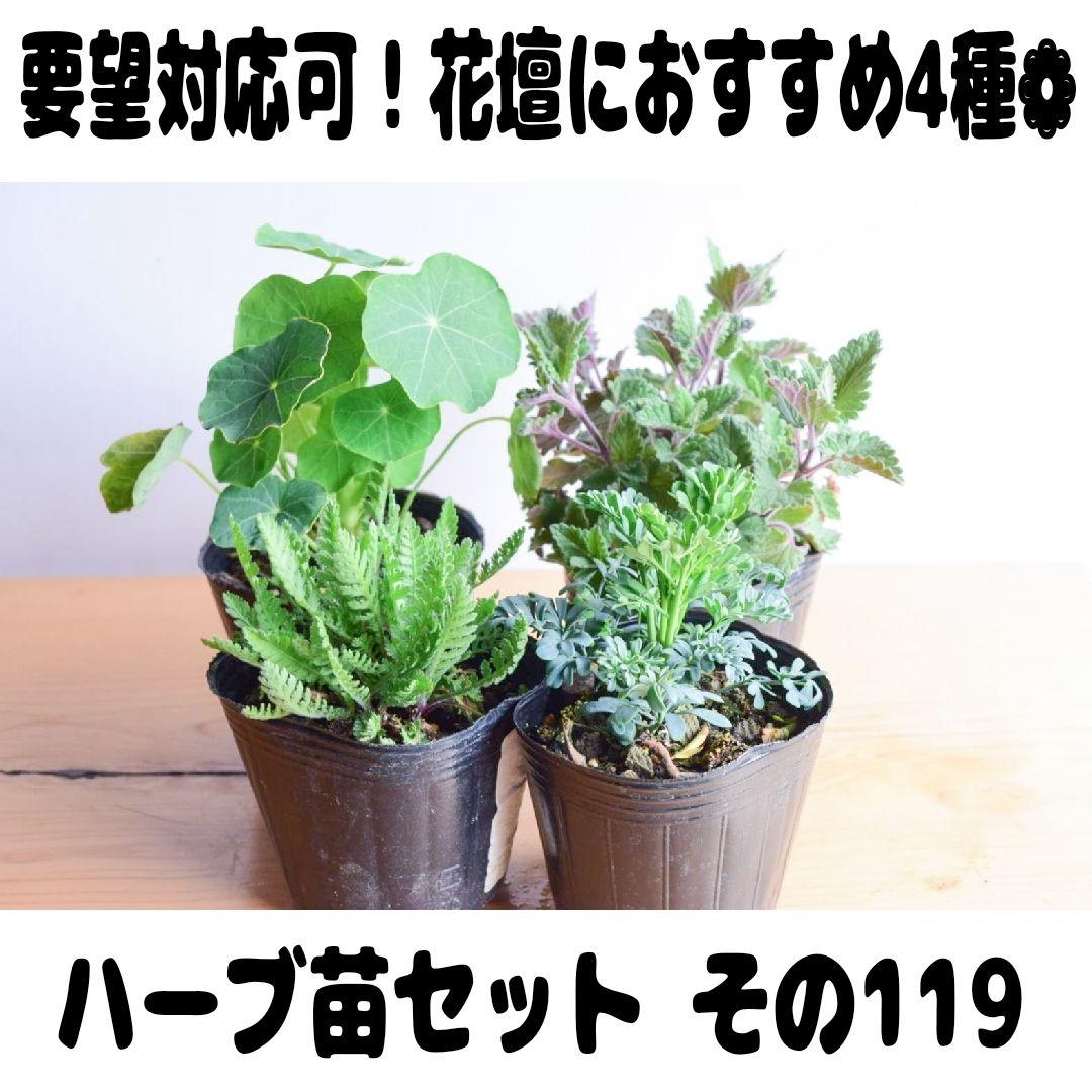 要望対応可 ハーブ4苗セット その119 メルカリ 要望対応可 ハーブ4苗セット その119 メルカリ