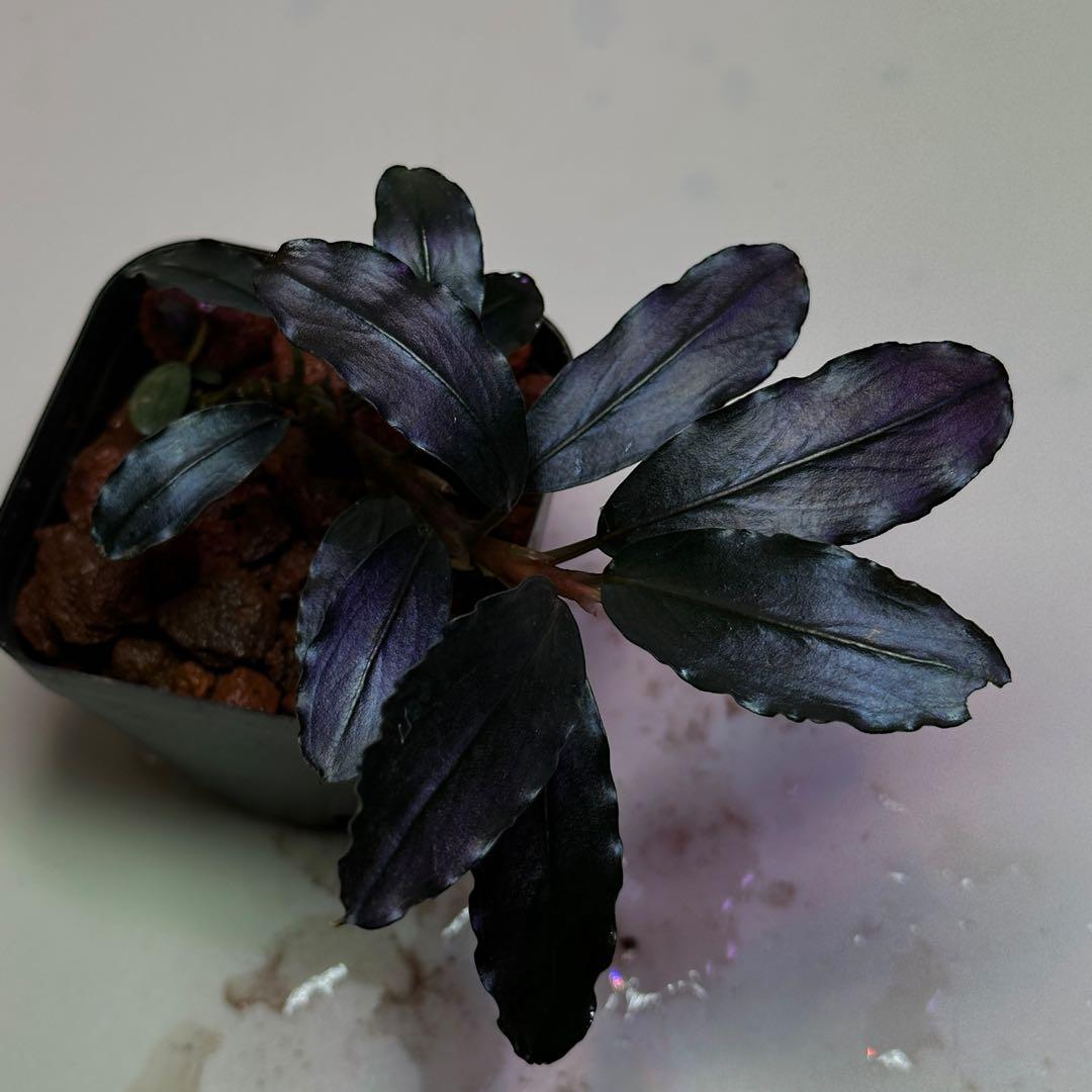 ブセファランドラ Sekadau Blue 黒葉　レア