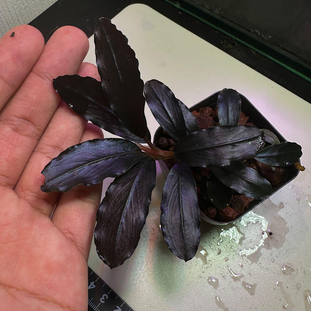 ブセファランドラ Sekadau Blue 黒葉　レア