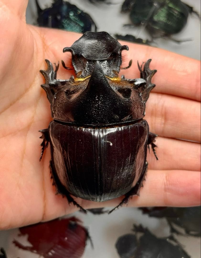 昆虫標本 巨大種　オウサマナンバンダイコクコガネ 大型ペア65×61