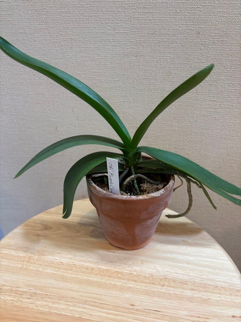 user_1242a77bさんコメント専用