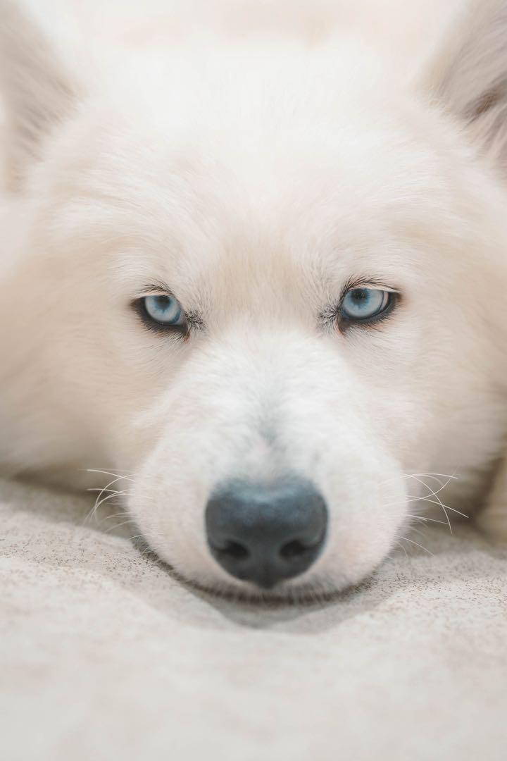 SONY a7Ⅳ