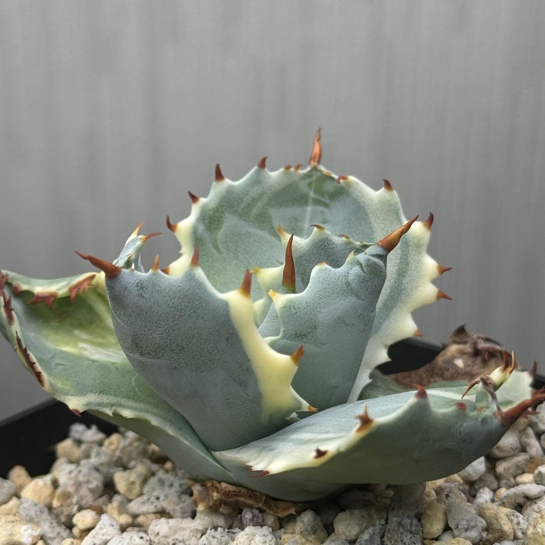 アガべ　王妃ガブトガニ錦　【美品】