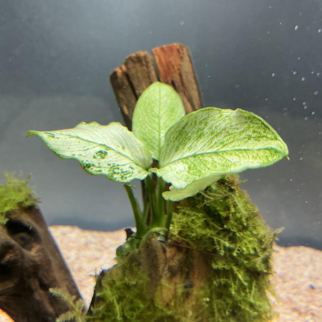 【第四種郵便】専用！活着水草流木　3点