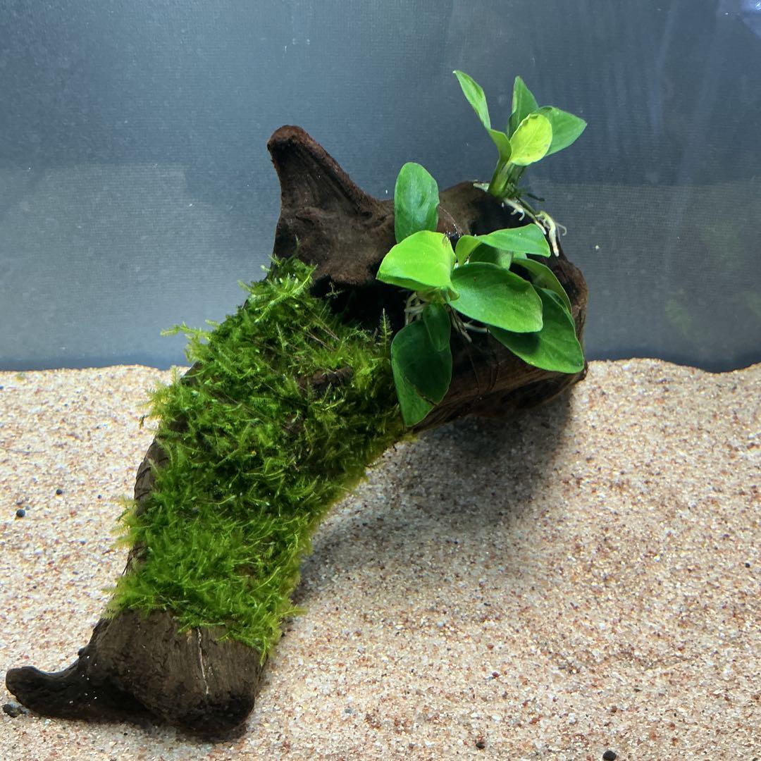 【第四種郵便】専用！活着水草流木　3点