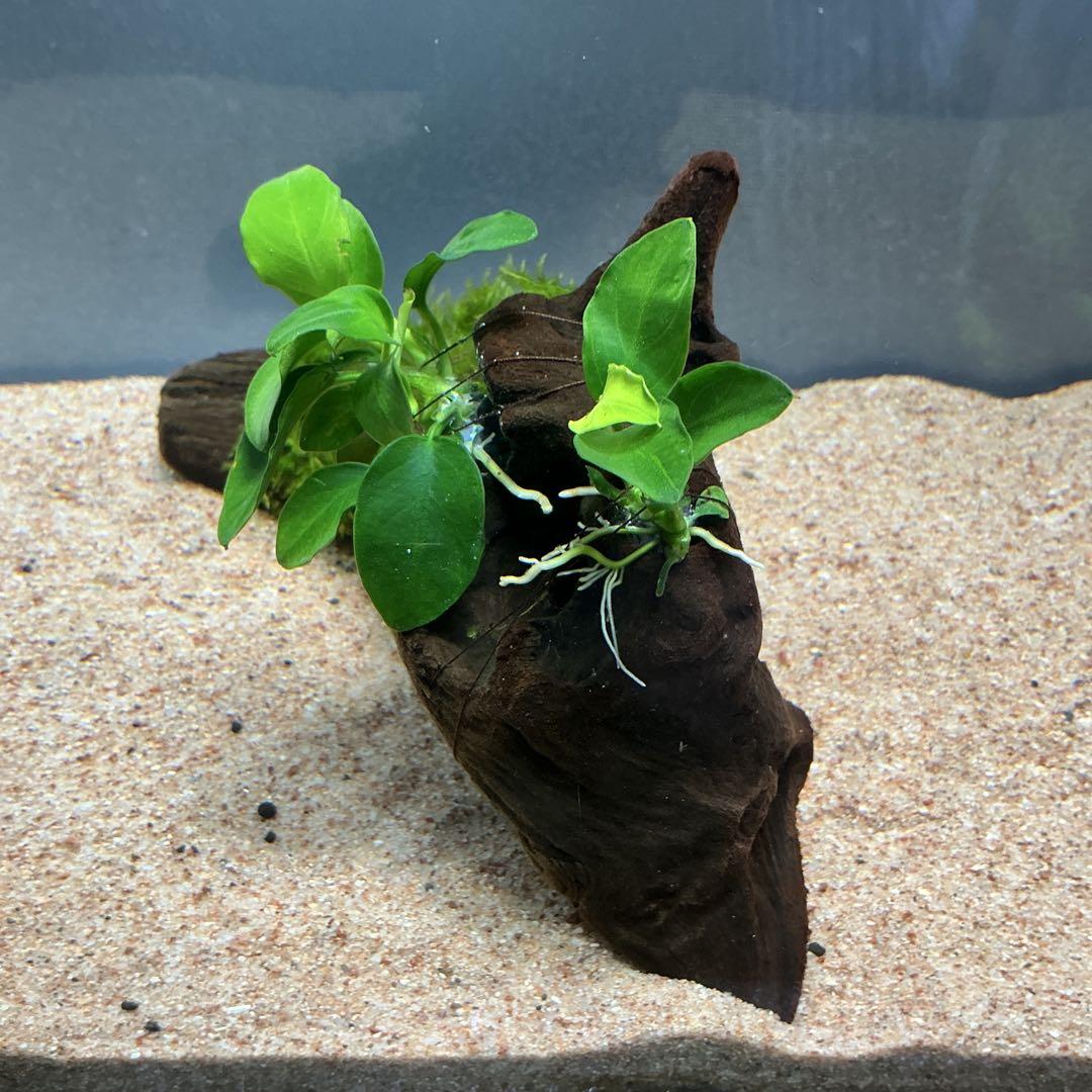 【第四種郵便】専用！活着水草流木　3点