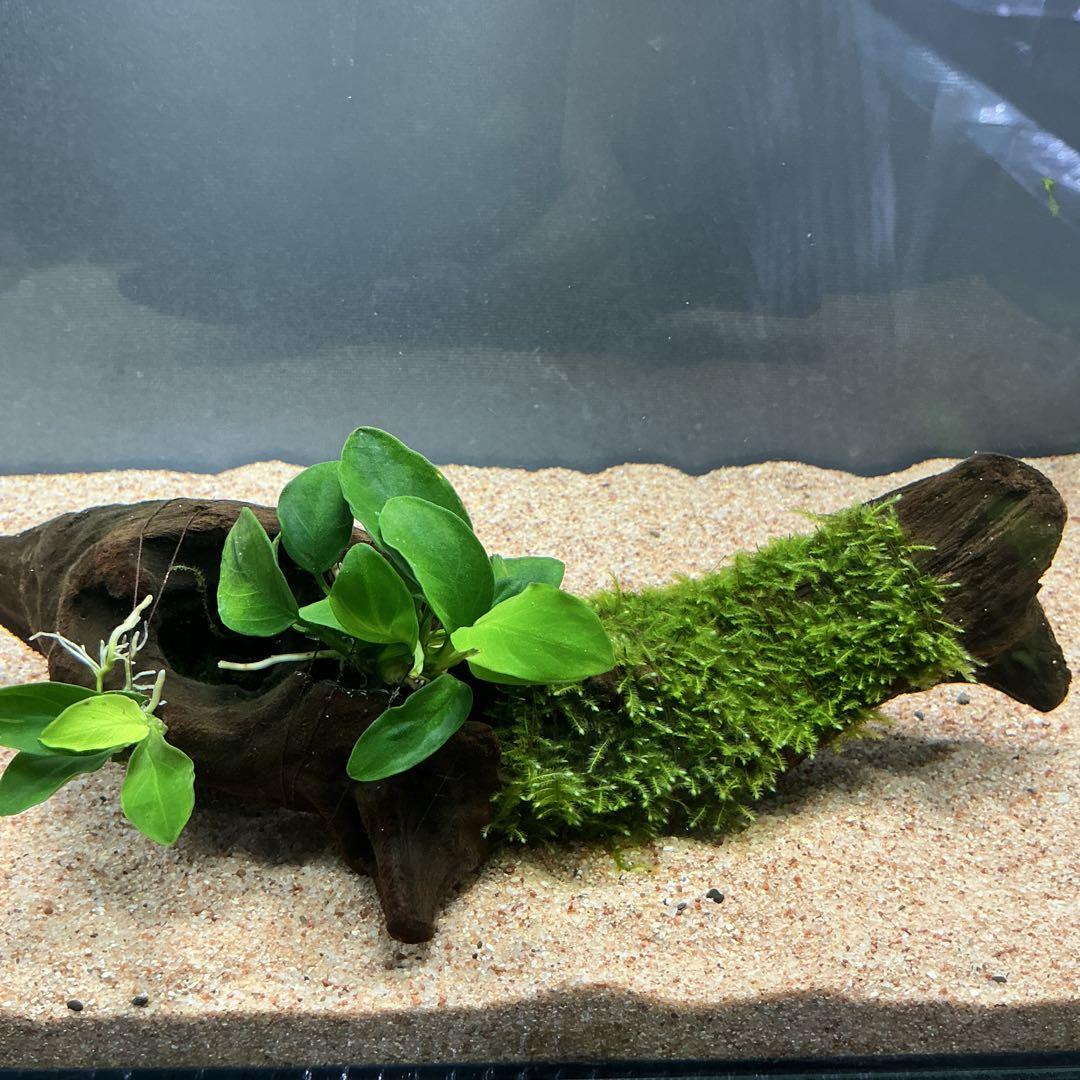 【第四種郵便】専用！活着水草流木　3点
