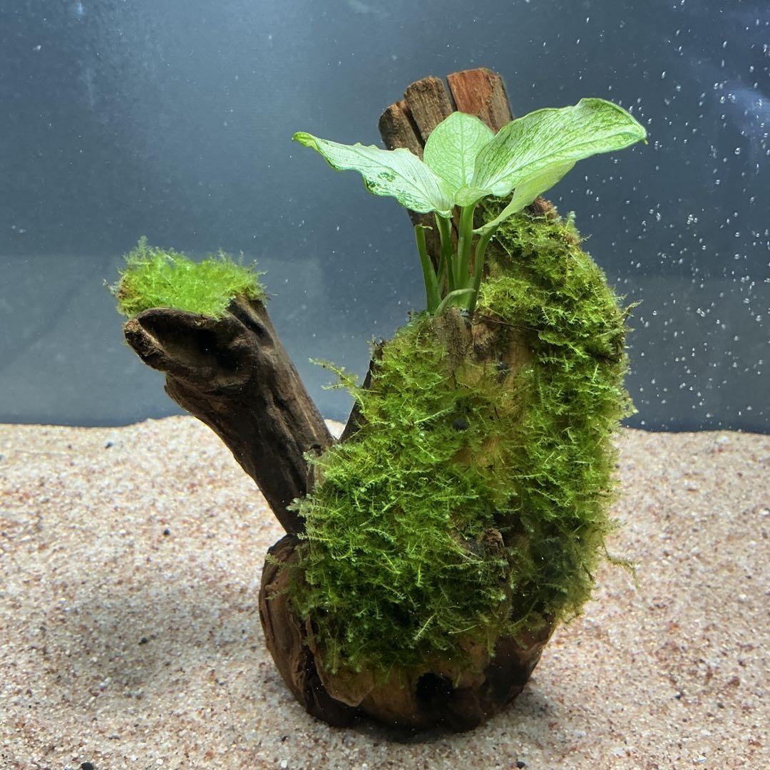 【第四種郵便】専用！活着水草流木　3点