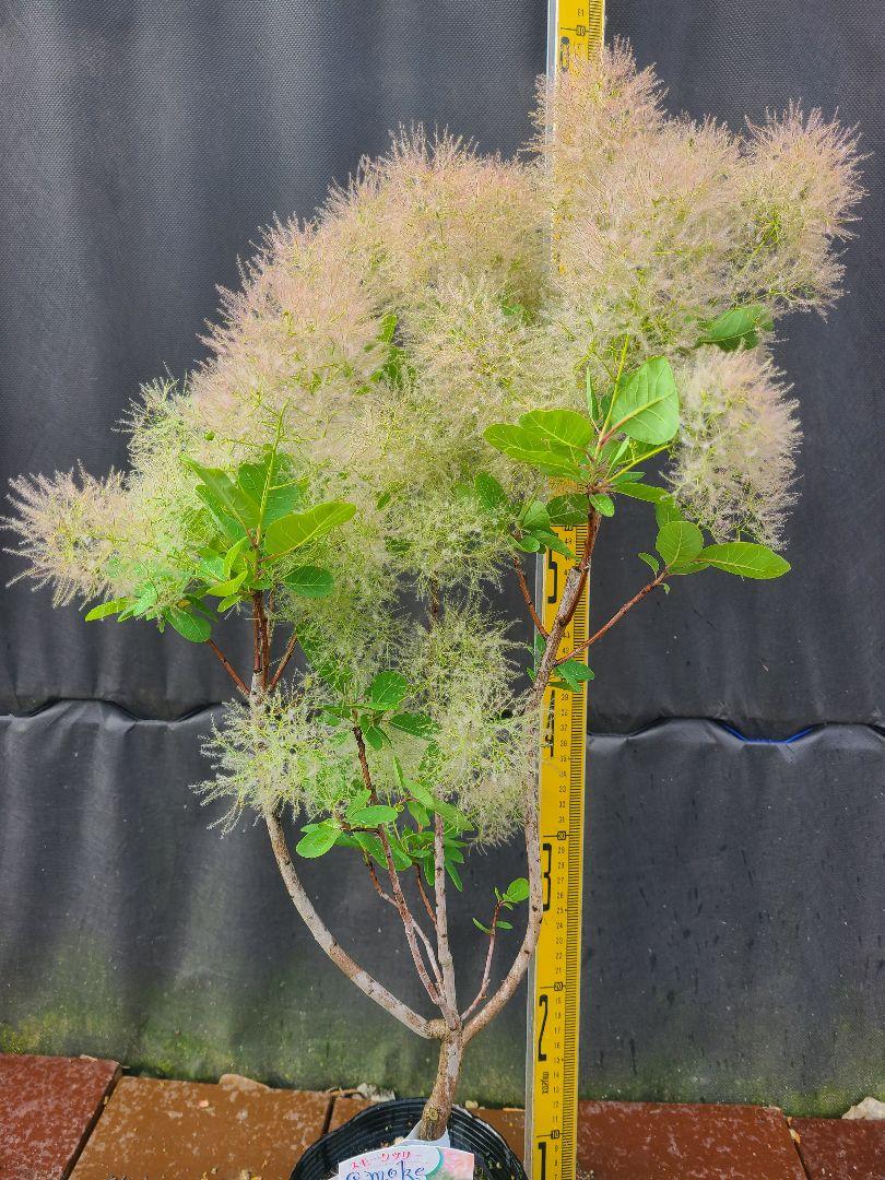 W3スモークツリー白花接木高さ80cm4.5号ポット大苗マロンホワイト W1スモークツリー白花接木高さ80cm4.5号ポット大苗マロン