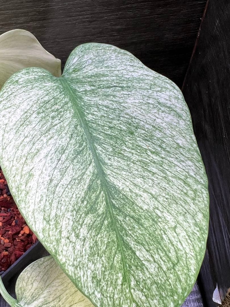 ボルシギアナ ホワイトミント