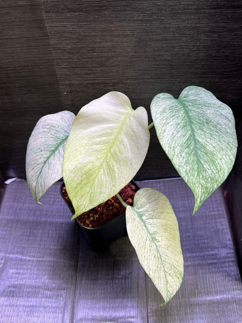 モンステラデリシオーサ バラエティ ボルシギアナ ホワイトミント フルミントやや傷や汚れあり YUZUMIYA_COM