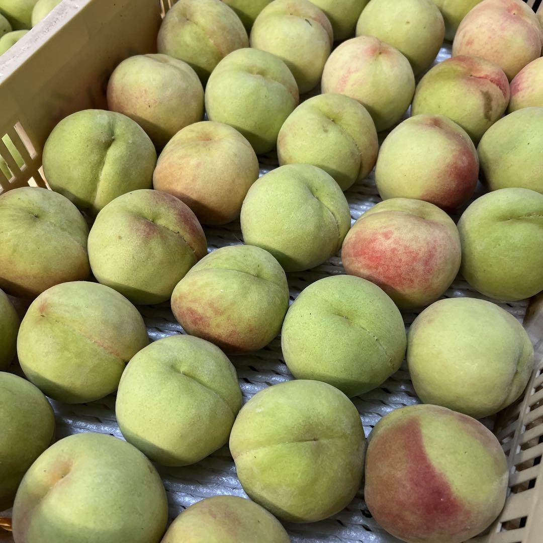②若桃 本日発送 ！