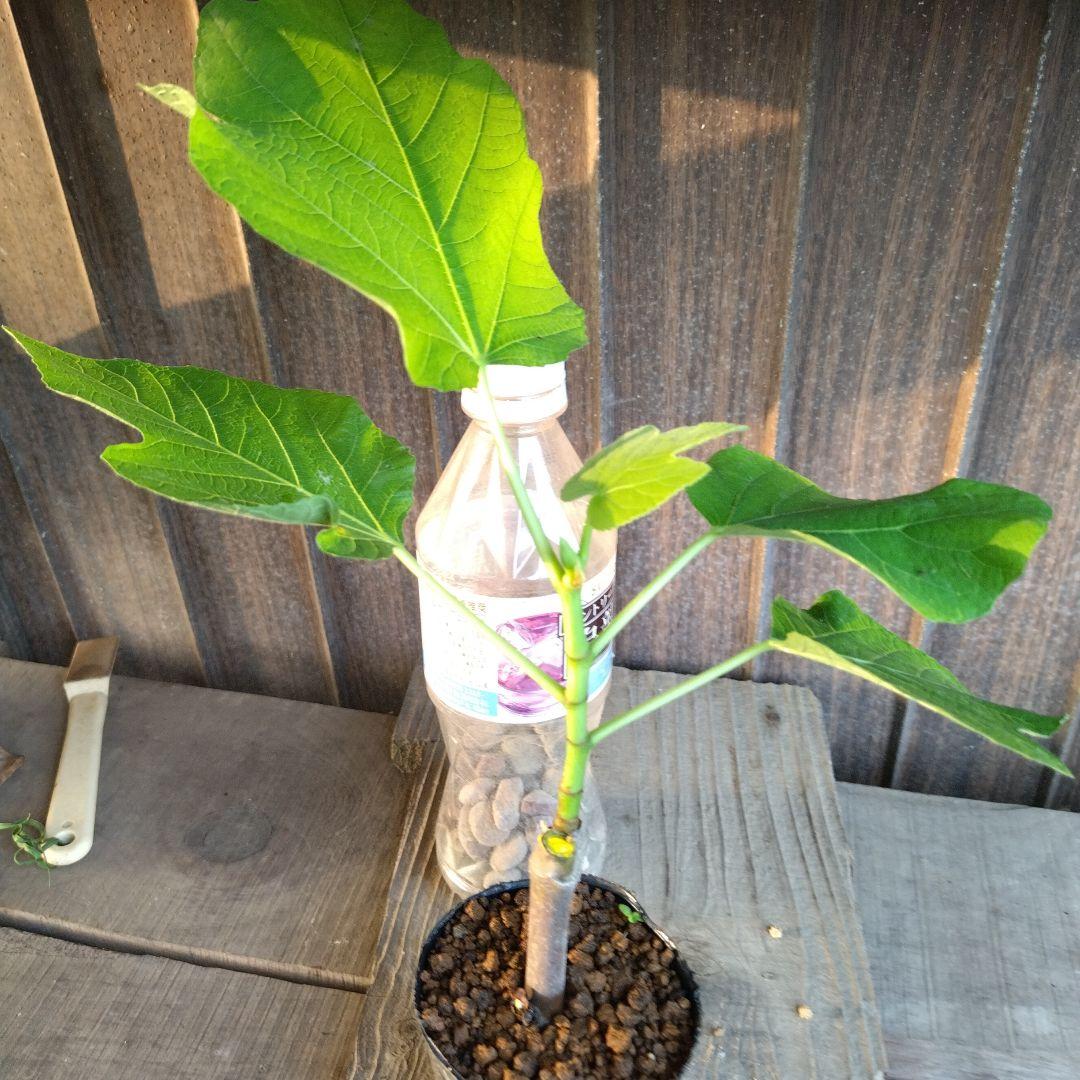 LSU Hollier Fig(LSUホーリエ イチジク)の特徴・味・耐寒性