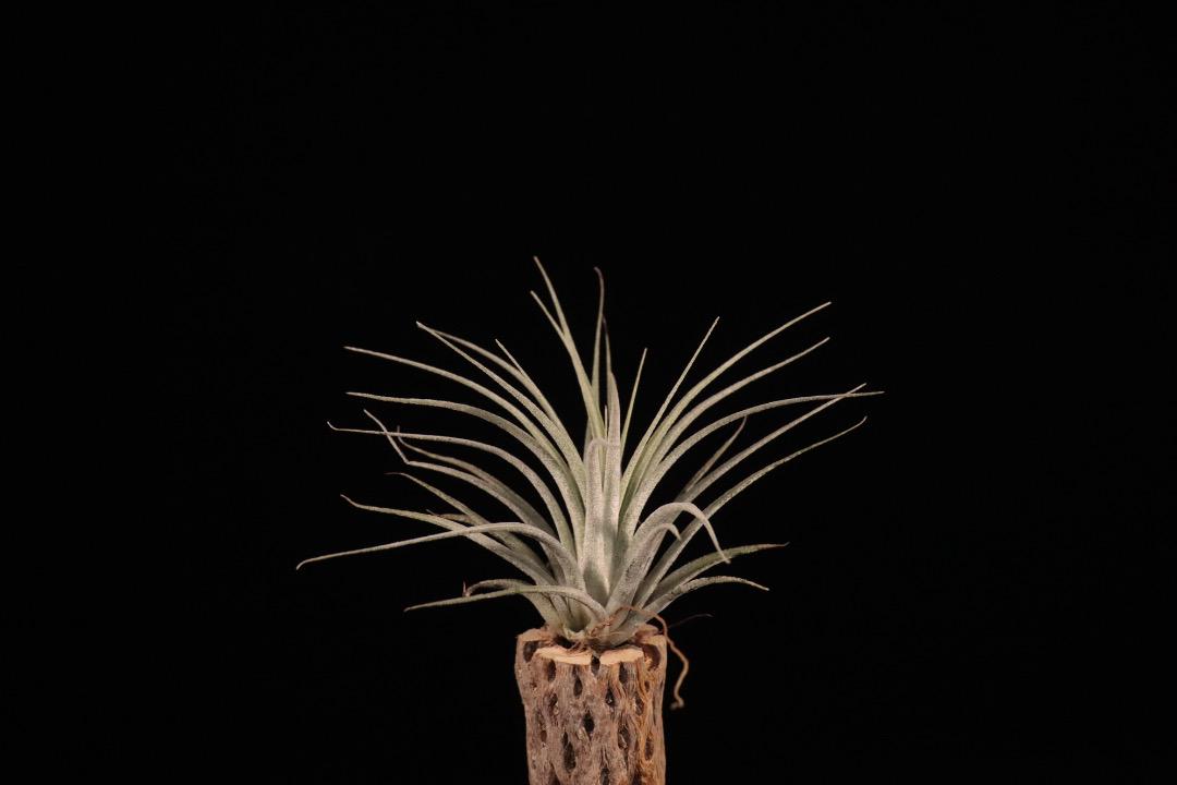 'Lucille' x ionantha〔エアプランツ〕現品発送T4835