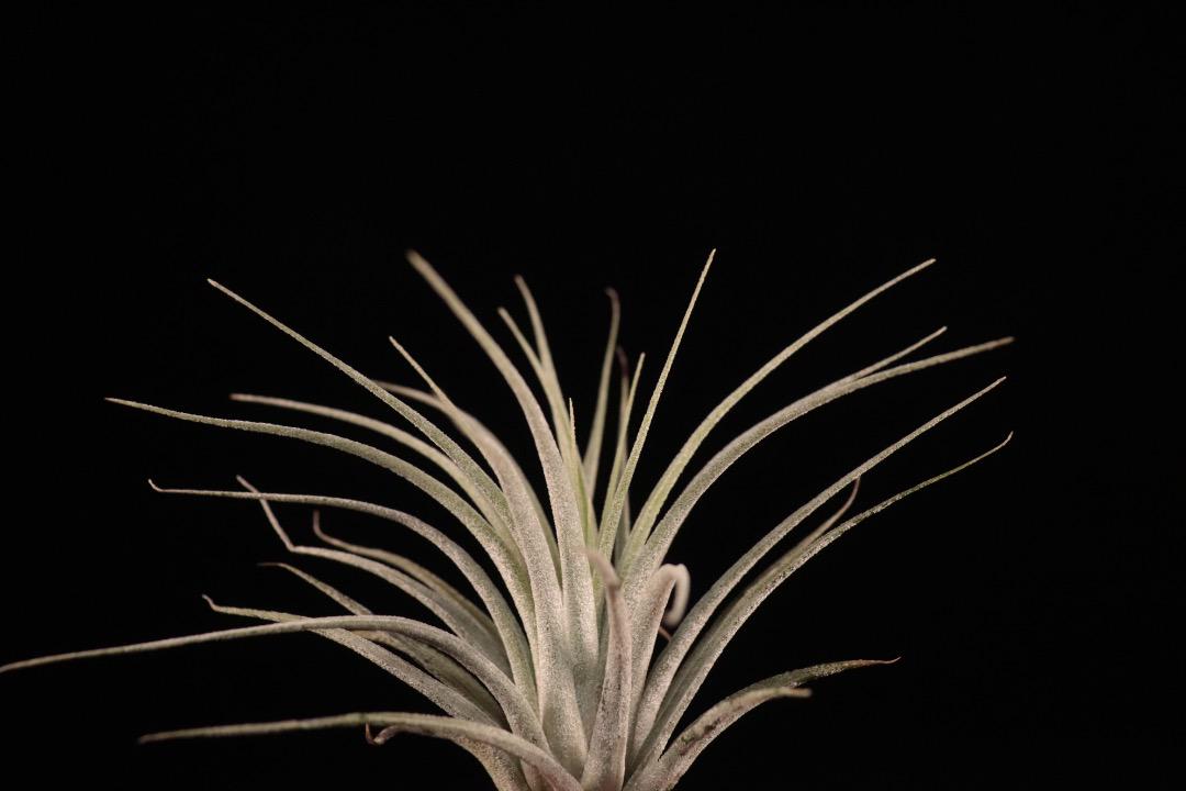'Lucille' x ionantha〔エアプランツ〕現品発送T4835