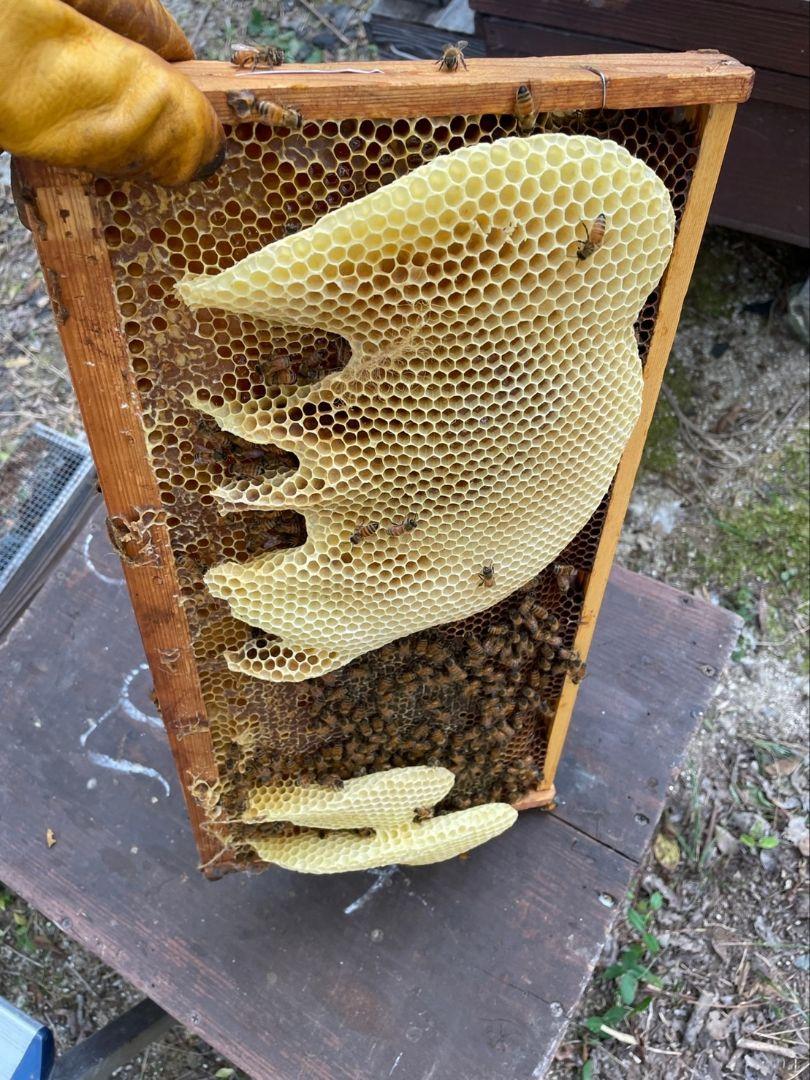 国産天然蜜蝋　ミツロウ　1KG　扱いやすいビーズ型
