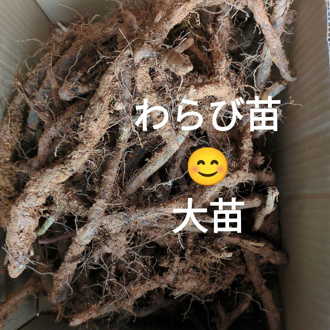 ホットマン セール わらび苗(紀伊山地)250本 栽培キット