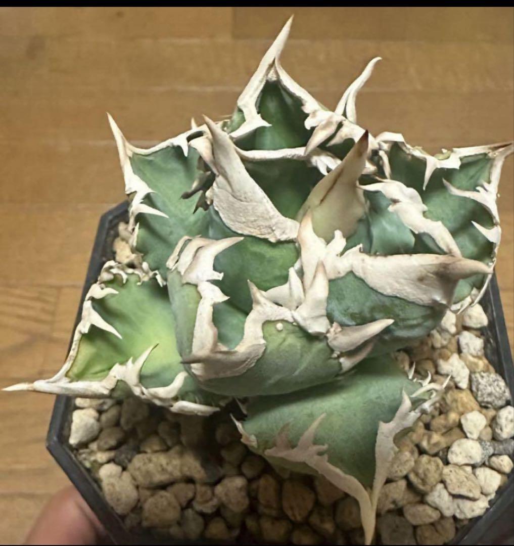 アガベ チタノタ 大白鯊①