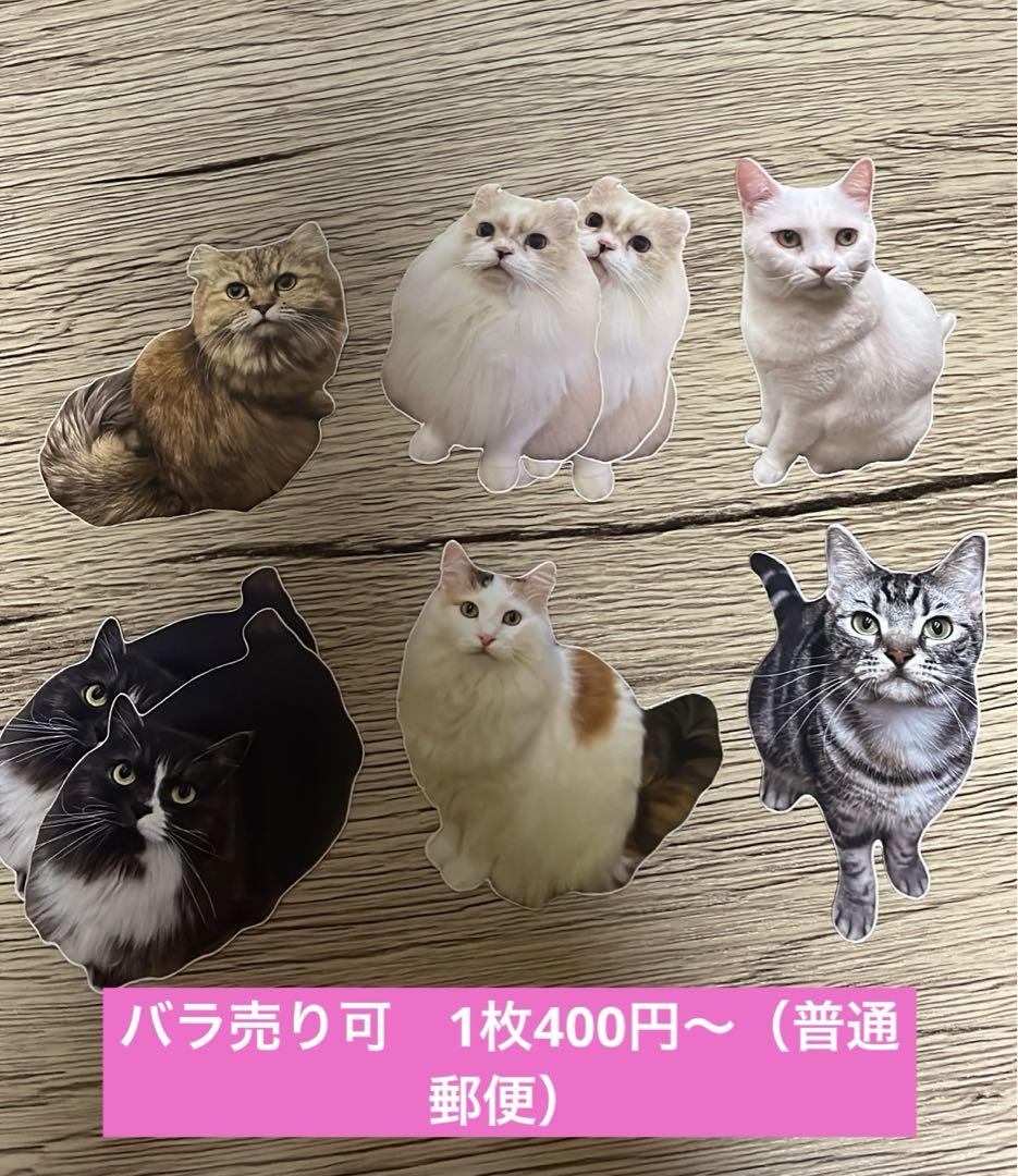 バラ売り可　あきば　にゃんステ　猫カフェmocha 秋葉原店
