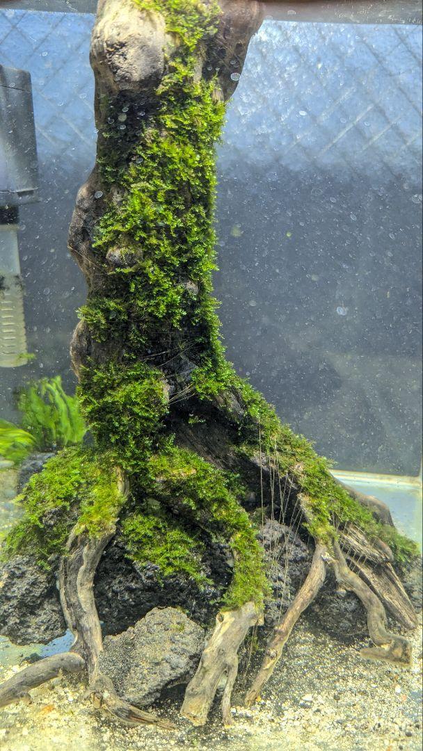 流木溶岩石(南米ウィローモス活着済)