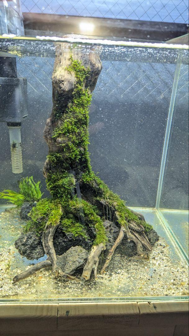流木溶岩石(南米ウィローモス活着済)