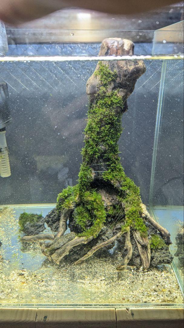 流木溶岩石(南米ウィローモス活着済)