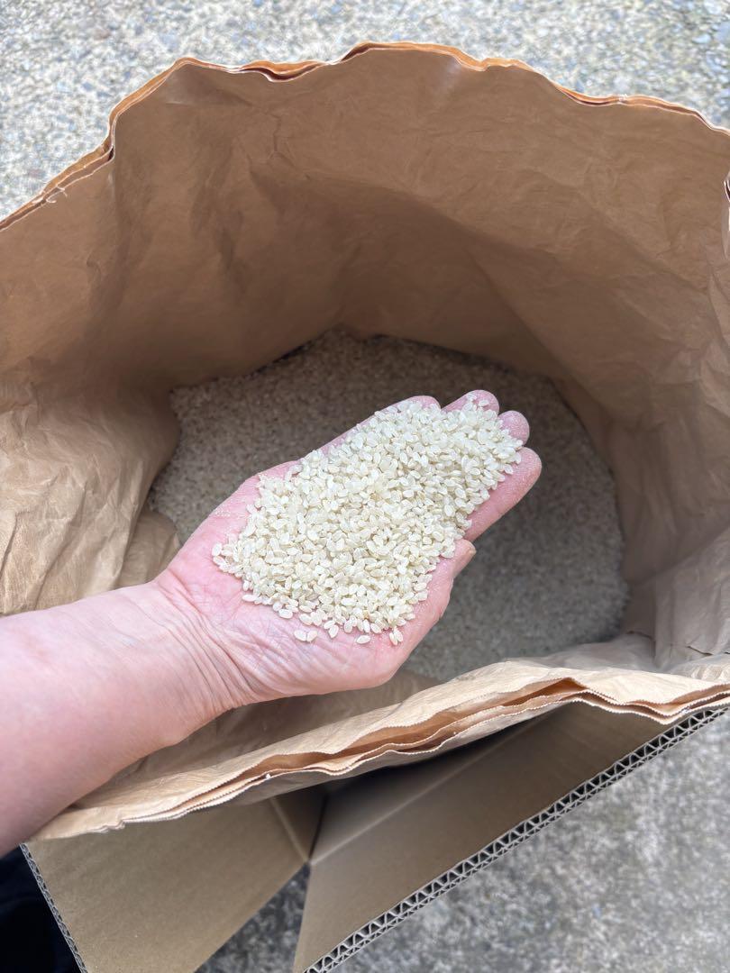 令和4年産　コシヒカリ　古米　精米済み　14kg