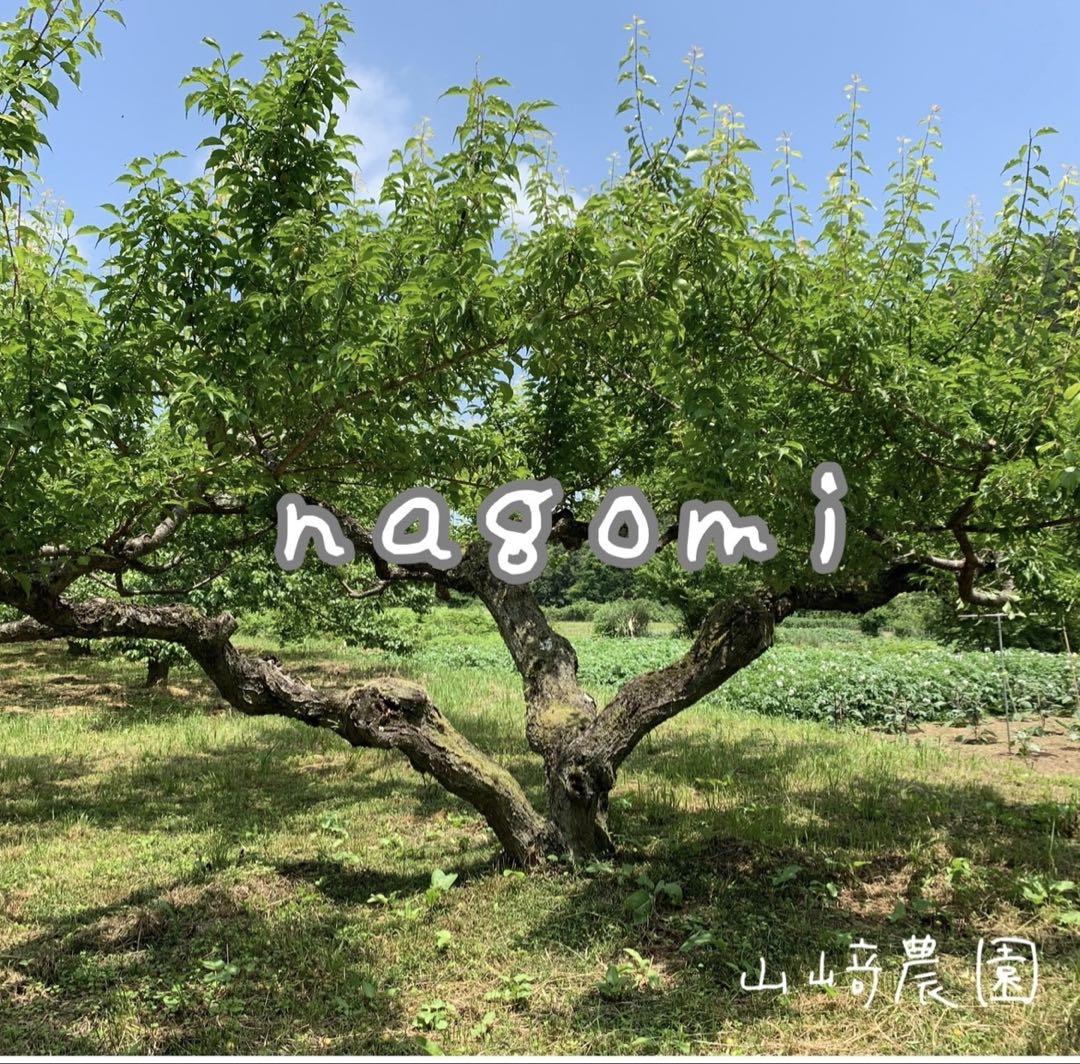 NAGOMIの青梅 7kg 農薬不使用『いちぐろさん』
