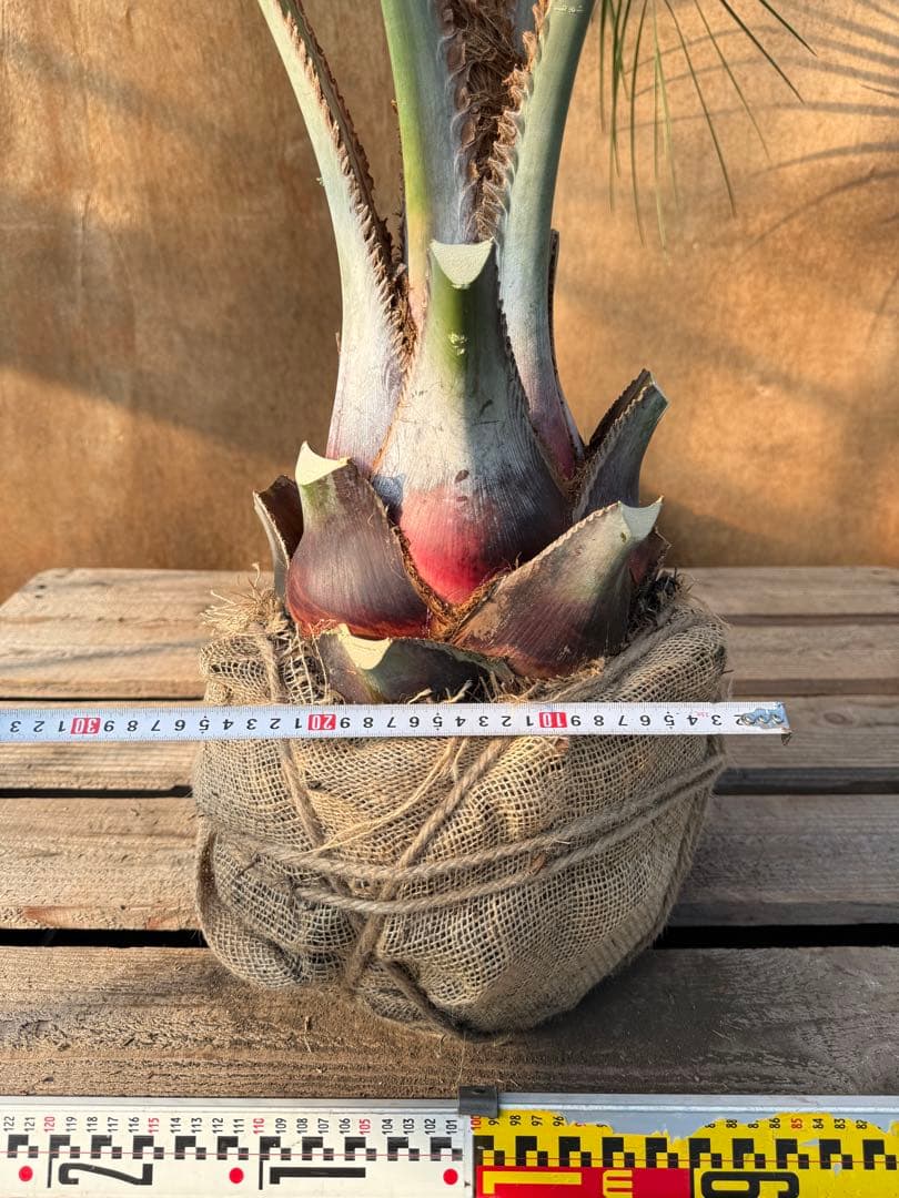 ヒ*ー様 ココスヤシシルバーリーフ【極太】葉先150cm幹回り70cm 幹高20