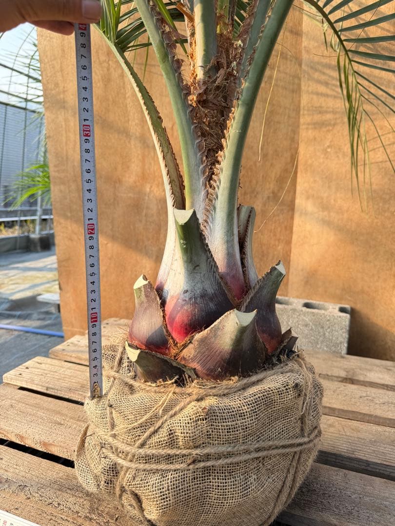 ヒ*ー様 ココスヤシシルバーリーフ【極太】葉先150cm幹回り70cm 幹高20