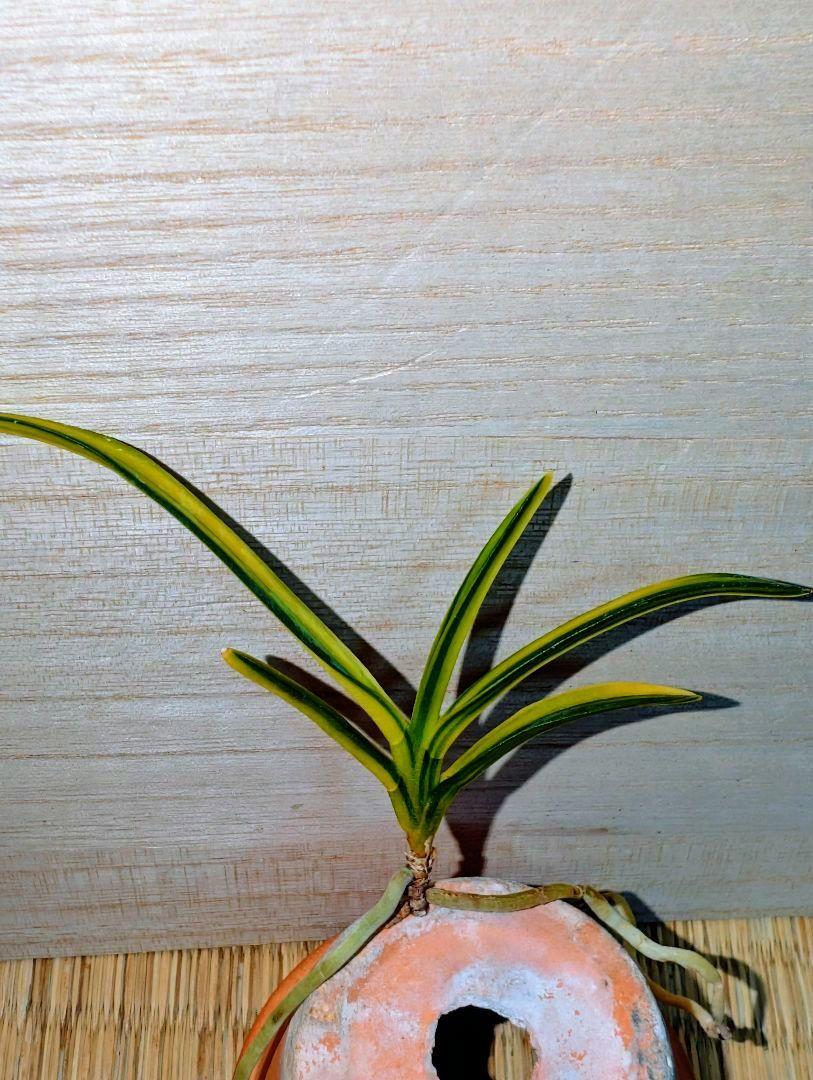 富貴蘭　金鵄(羆の光)