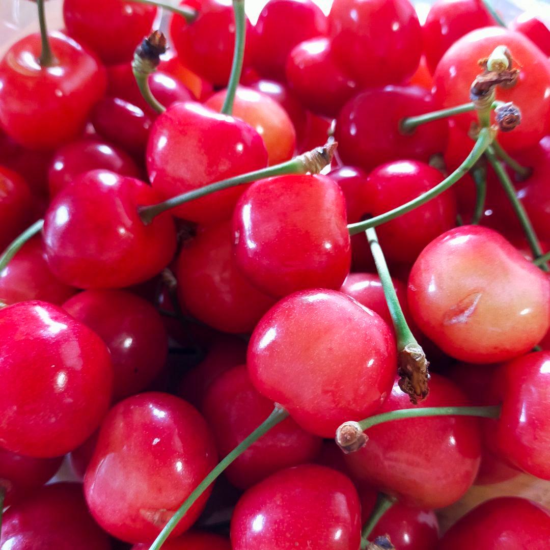 連絡用 優秀賞受賞サクランボ 連絡用 優秀賞受賞サクランボ