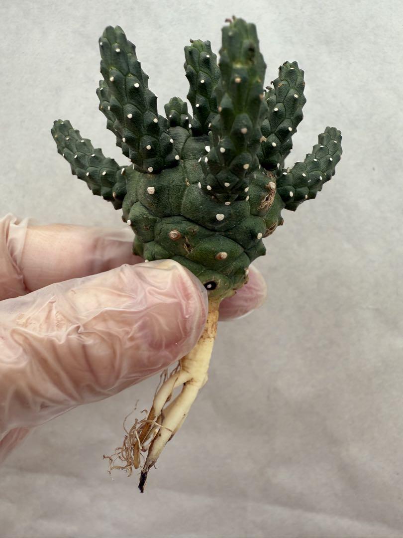 1514ユーフォルビア ガムケンシス 実生Euphorbia gamkensis ユーフォルビア・ガムケンシスの実生、成長記録（2020年9月