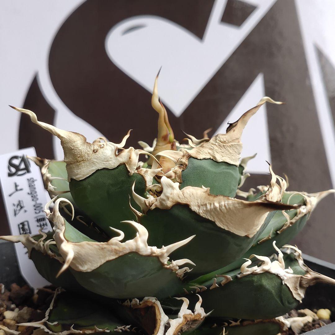 【上澳園芸】 アガベ チタノタshangao-005 車手（レーサー）