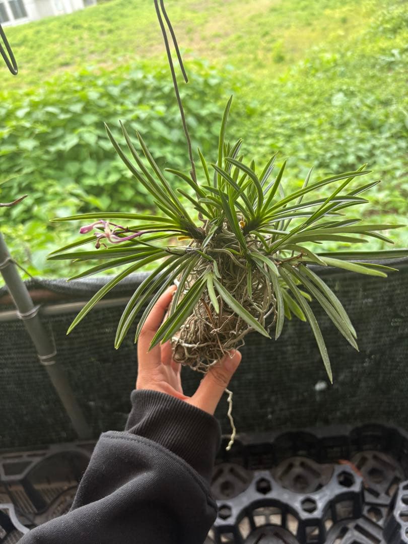赤花風蘭とカシノキランのタブ吊り下げ 赤花風蘭とカシノキランのタブ吊り下げ