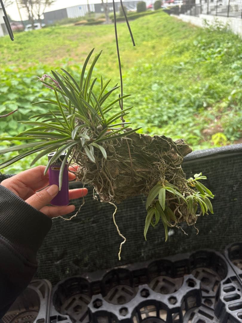 赤花風蘭とカシノキランのタブ吊り下げ 赤花風蘭とカシノキランのタブ吊り下げ