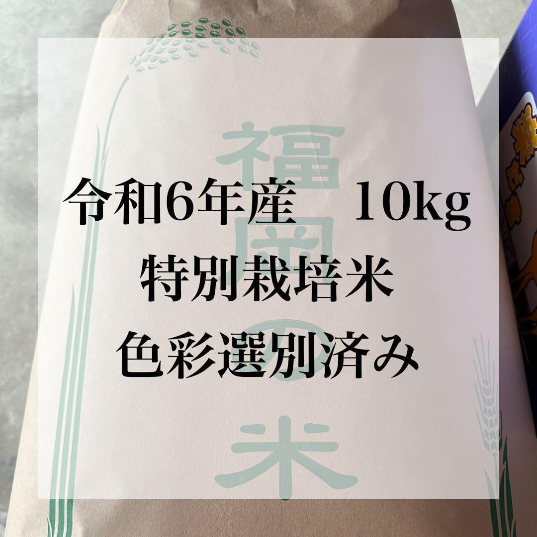 農家直送 令和６年産 10kg 特別栽培米 白米